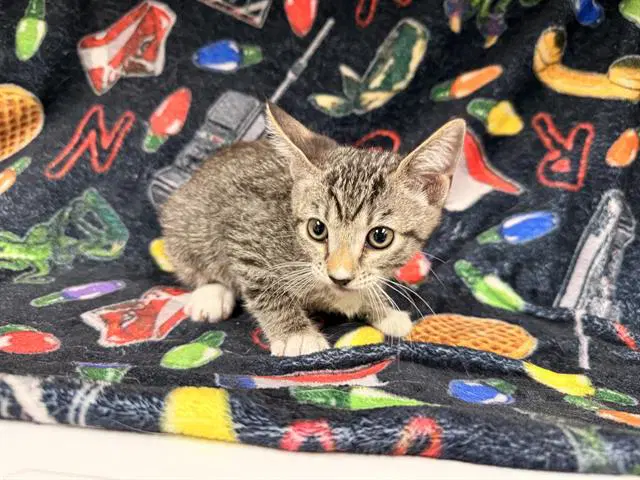 Unknown - Domestic Short Hair