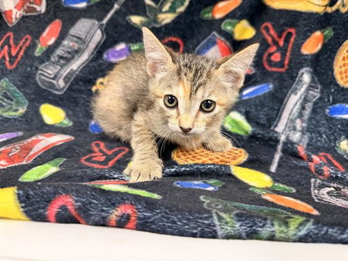 picture of the cat needing adoption