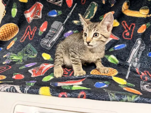 Unknown - Domestic Short Hair