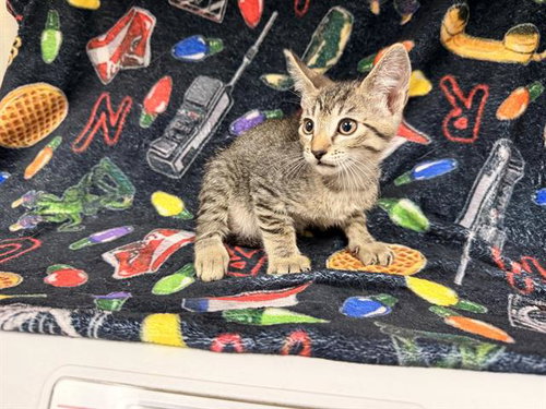 picture of the cat needing adoption