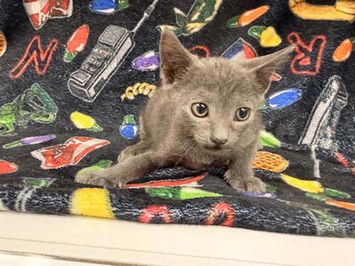 picture of the cat needing adoption
