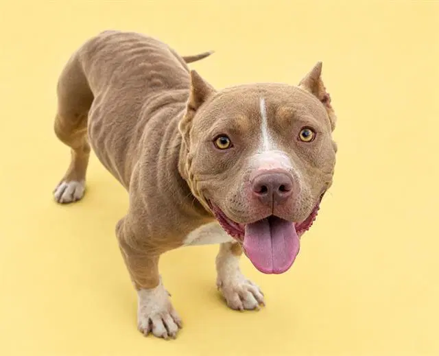 Unknown - Pit Bull Terrier