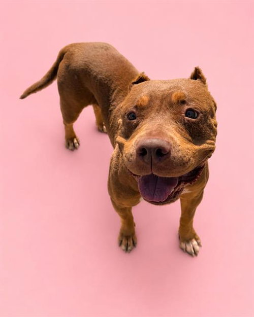 picture of the dog needing adoption