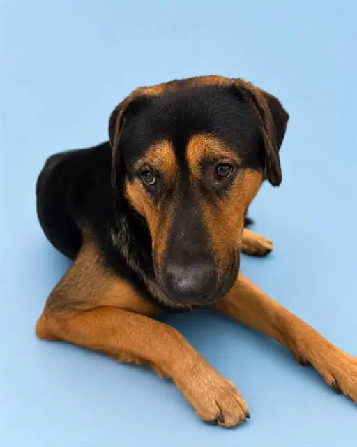 Unknown - German Shepherd Dog