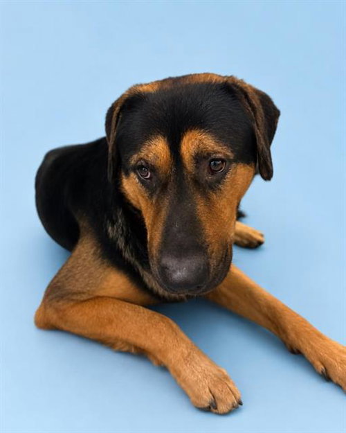 picture of the dog needing adoption