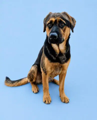 Unknown - German Shepherd Dog