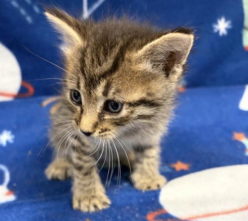picture of the cat needing adoption