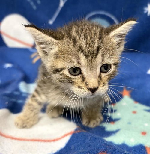 picture of the cat needing adoption