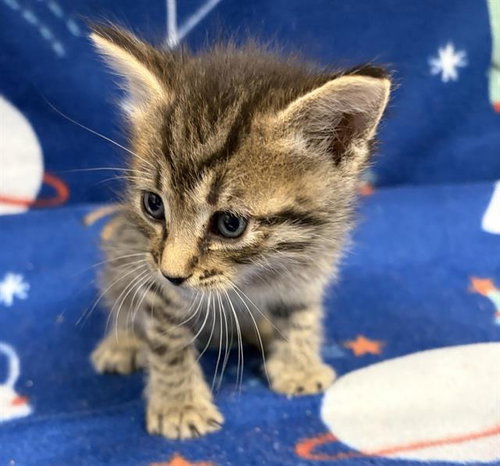 picture of the cat needing adoption