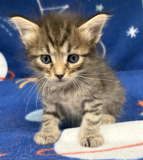 picture of the cat needing adoption