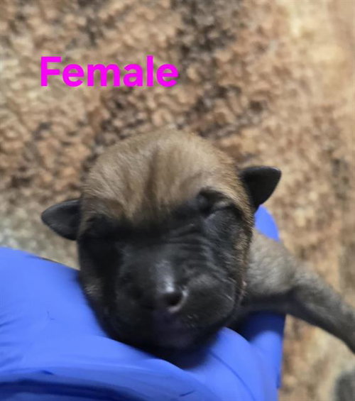 picture of the dog needing adoption
