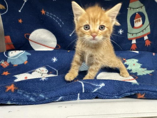 picture of the cat needing adoption