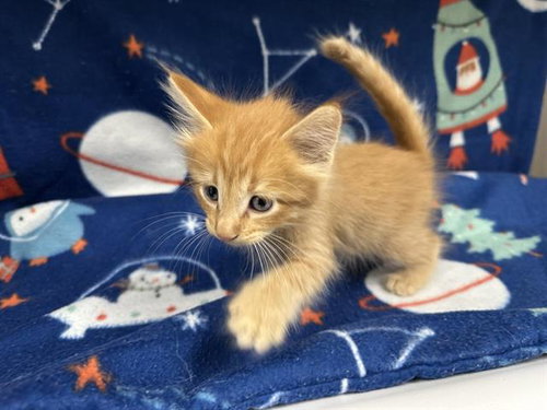 picture of the cat needing adoption