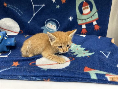 picture of the cat needing adoption