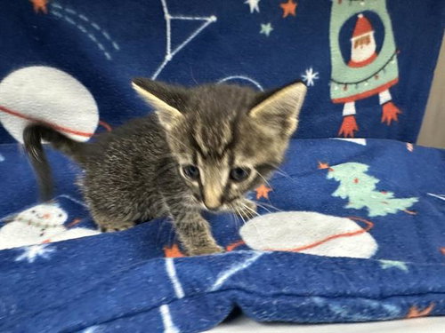 picture of the cat needing adoption