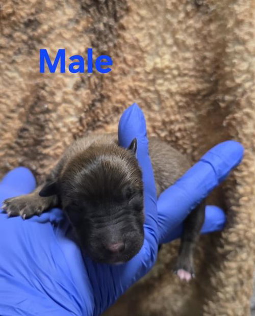 picture of the dog needing adoption