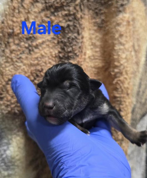 picture of the dog needing adoption