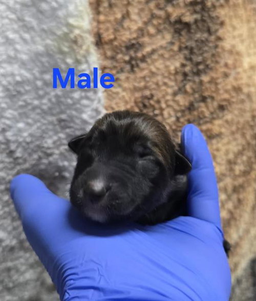picture of the dog needing adoption