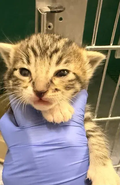 Nursing - Domestic Short Hair