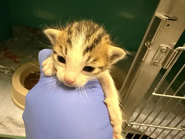 Nursing - Domestic Short Hair