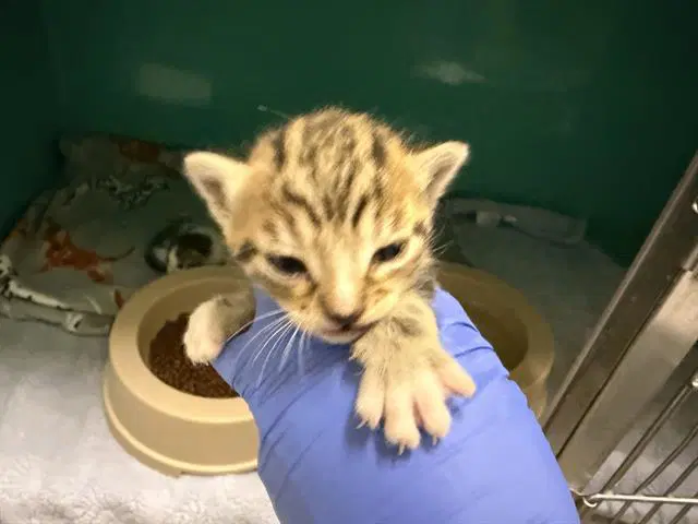 Nursing - Domestic Short Hair