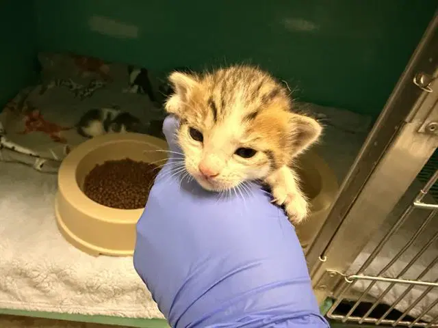 Nursing - Domestic Short Hair