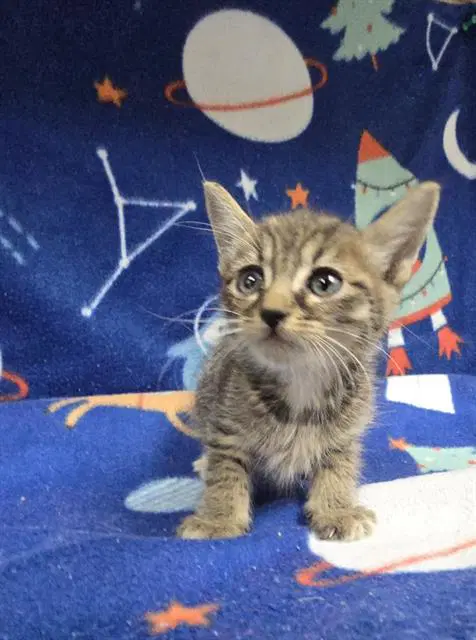 Berkman - Domestic Short Hair