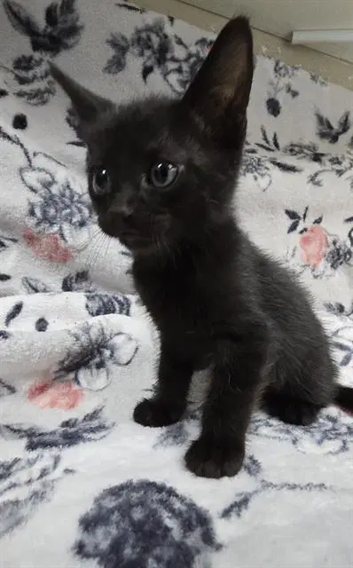 Peter - Domestic Short Hair