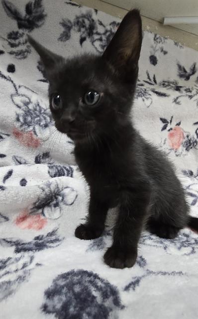 PETER, a cat for adoption from HESPERIA ANIMAL SHELTER