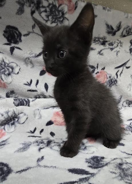 MJ, a cat for adoption from HESPERIA ANIMAL SHELTER