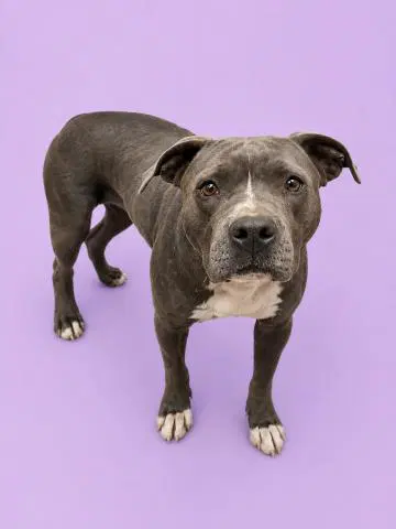 Unknown - Staffordshire Bull Terrier