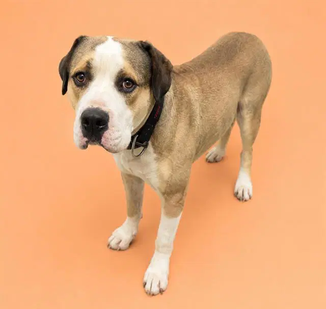 Unknown - Staffordshire Bull Terrier