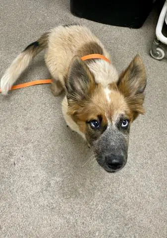 Unknown - German Shepherd Dog