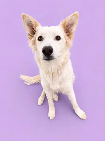Rumi - German Shepherd Dog