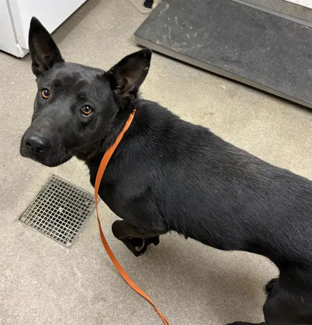 Cleo - German Shepherd Dog