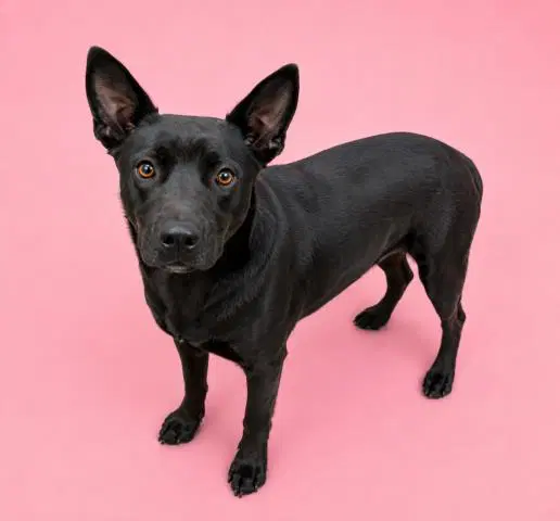 Cleo - German Shepherd Dog