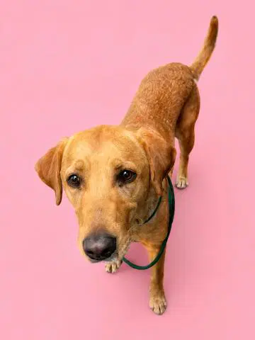 Belle - Labrador Retriever