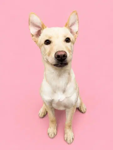 Moxie - Pit Bull Terrier