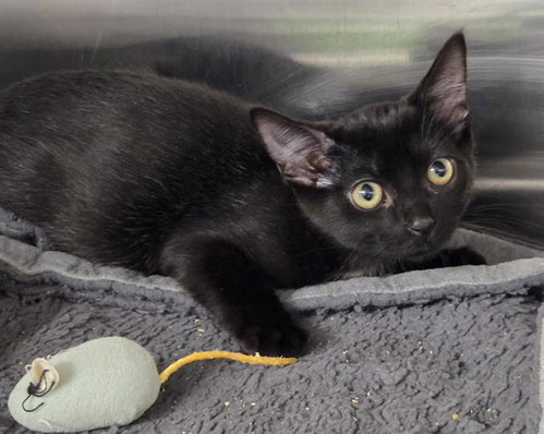 PERRIE, a cat for adoption from HESPERIA ANIMAL SHELTER