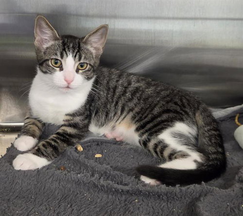 JESY, a cat for adoption from HESPERIA ANIMAL SHELTER