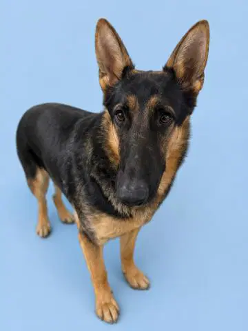 Havasu - German Shepherd Dog