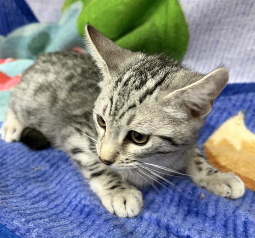 picture of the cat needing adoption