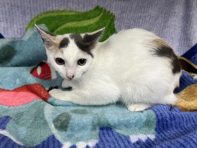 Tina - Domestic Short Hair