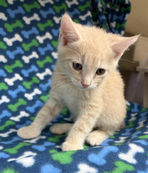 picture of the cat needing adoption
