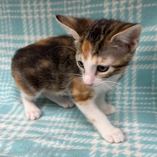 Cali