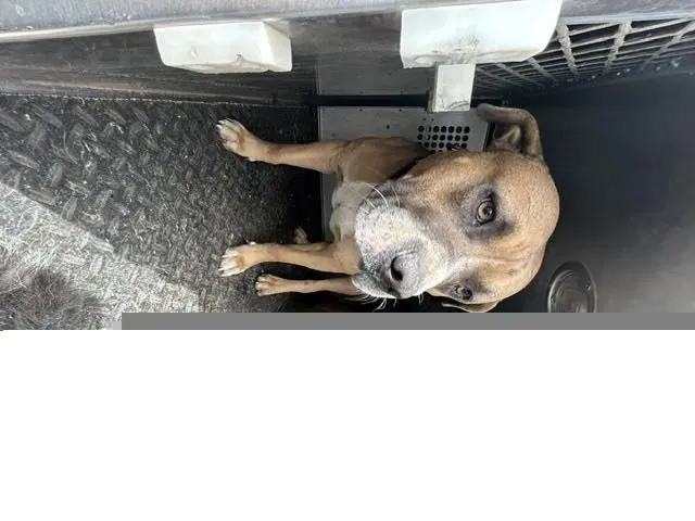 Bro Rescue Only - Staffordshire Bull Terrier
