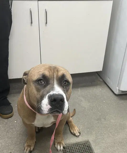 Bro Rescue Only - Staffordshire Bull Terrier