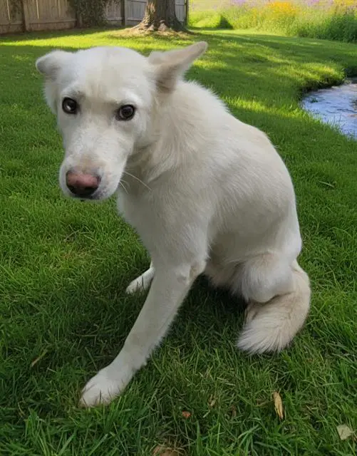 Glimmer - Siberian Husky