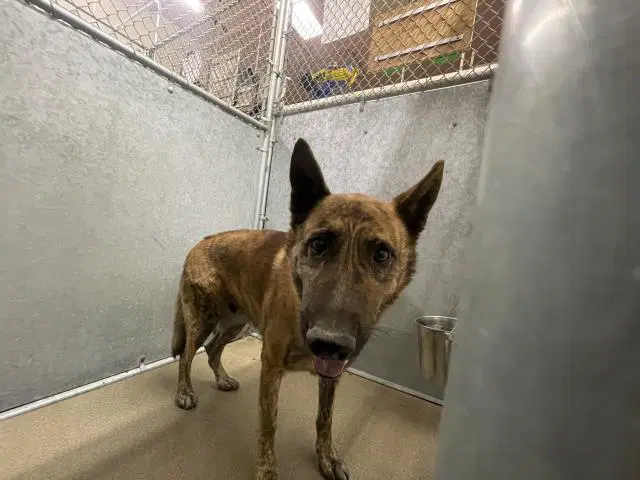 Unknown - Belgian Shepherd Malinois