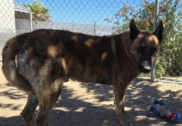 Unknown - Belgian Shepherd Malinois